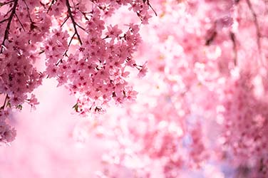 Oxygen Therapy - Cherry Blossom