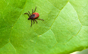 Lyme Disease Doctor Johnson City TN